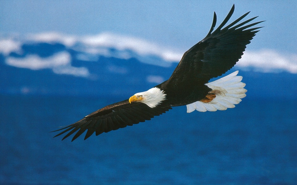 Eagle